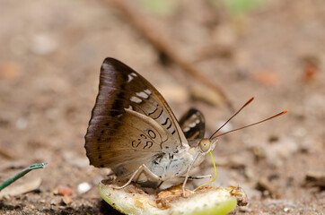 close up butterflies eat rose apple fruit. That fell on the ground in Thailand