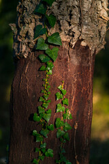 Cork oak, Llers village, Alt Empordà region, Girona Province, Catalonia, Spain