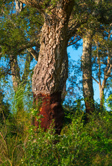 Cork oak, Llers village, Alt Empordà region, Girona Province, Catalonia, Spain