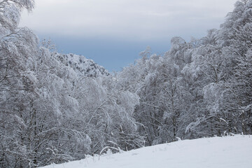 Winter.
Portion of a mountain wood with snow in Italy, Lombardy.