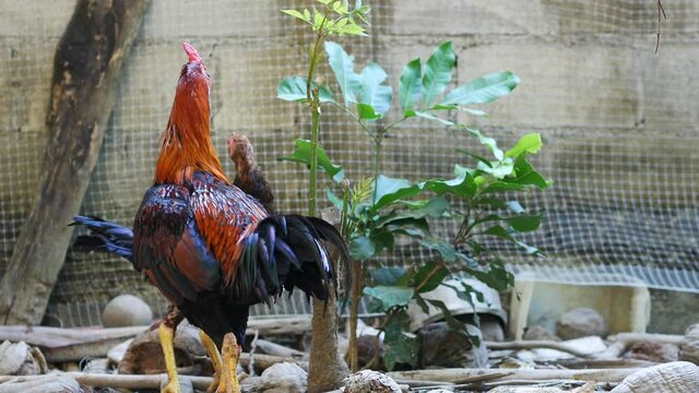 The elegant Burmese fighting cock 