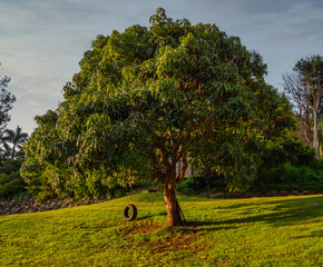 Mango Tree with Rubber Tyre Swing
