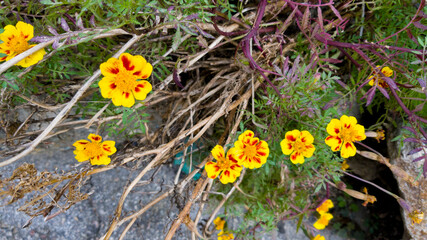 yellow flowers in full bloom