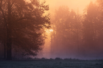 Mglisty poranek w parku. Promienie wschodzącego słońca we mgle	