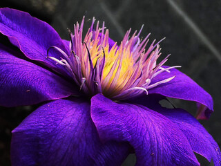 flower, purple, nature, plant, spring, pink, garden, blossom, flora, petal, green, macro, bloom, blue, beautiful, beauty, summer, flowers, white, violet, floral, closeup, crocus, orchid, color