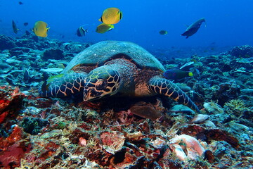Hawksbill turtle