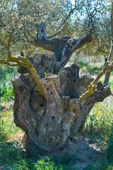 Fototapeta na wymiar Ancient olive tree, La Vinyeta ecologic vineyards, Alt Empordà, Empordà region, Girona Province, Catalonia, Spain