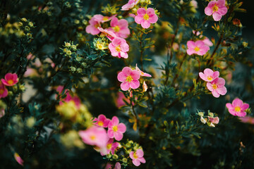 On a bush with small dark leaves, beautiful pink delicate flowers of cinquefoil bloom and buds grow in the summer. - obrazy, fototapety, plakaty