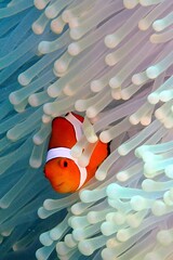 clown fish
