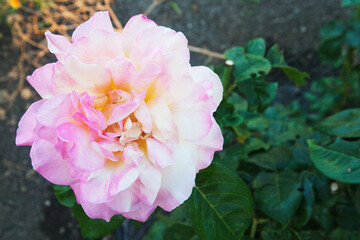 Tender rose. Candid.