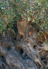 Ancient olive tree, La Vinyeta ecologic vineyards, Alt Empordà, Empordà region, Girona Province, Catalonia, Spain