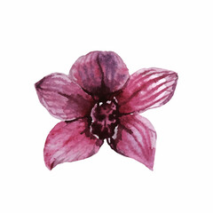 watercolor Orchid pink purple on a white background.The flower can be used for wedding and greeting cards, Wallpaper, fabric labels, packaging, textiles.