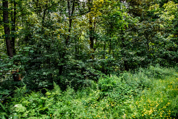 Fototapeta premium Nature Reserve Country Park