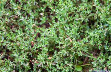 Thick carpet of herbaceous plant Polygonum aviculare (otherwise Bird Highlander, knotweed,...