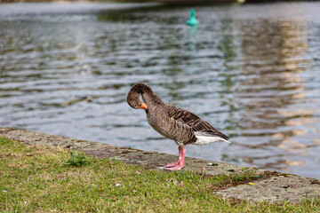 Egyptian goose near to the river