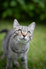 Small striped young cat sits on pttyik