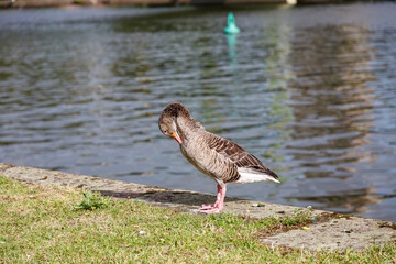 Egyptian goose near to the river