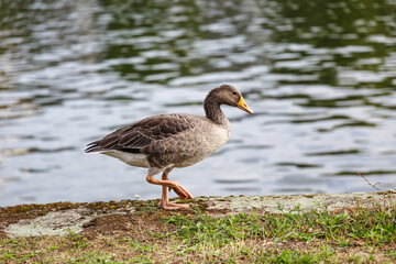 Egyptian goose near to the river