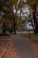 An empty autumn alley in park. Autumn colours season mood. Orange leaves on the ground 