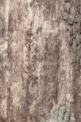 Obraz premium Eichenbaum Rinde