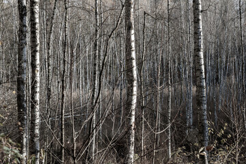 Mystischer Birkenwald im Sumpf Gebiet