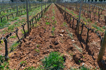 Fototapeta na wymiar La Vinyeta ecologic vineyards, Alt Empordà, Empordà region, Girona Province, Catalonia, Spain