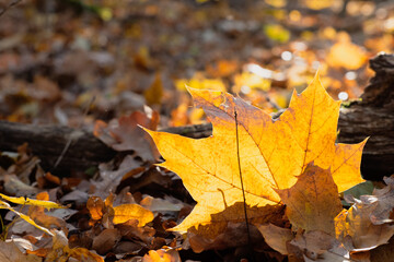 Sonnendurchflutetes Ahorn Blatt im Herbstlaub