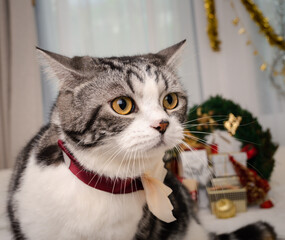 Cute tabby cat with Christmas ornaments on white bed in bedroom interior