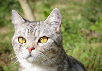 Naklejka na ściany i meble Lovely cute ginger cat with beautiful yellow eyes elaxing in morning green garden