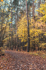 autumn park near lake