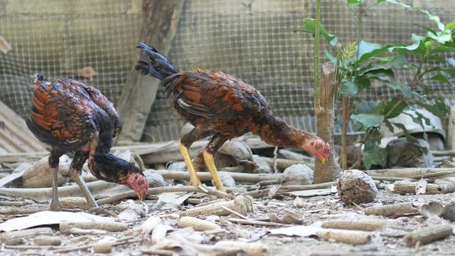 The elegant Burmese fighting cock 