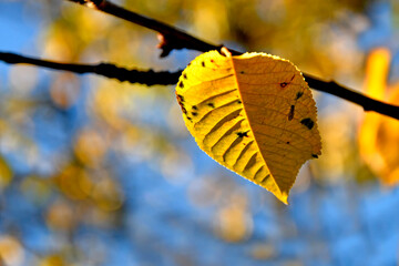 autumnal colored beech leaf in backlit