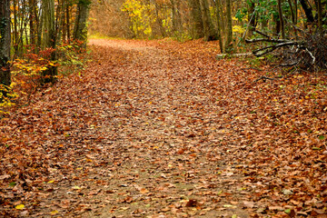 Forest way in autumn in soft, sunny light