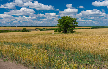 Summer landscape with unripe wheat field and lonely tree in central Ukraine