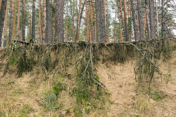 Landscape with naked roots of pine trees in sandy soil  in forest at fall season