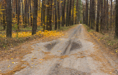 Autumnal landscape with sandy road between two parts of mixed wood forest