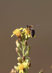 Bee on yellow flower collects nectar with space blur background for text.