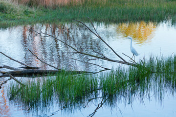 Aiguamolls de l'Emporda Natural Park, Gulf of Roses, Alt Emporda, Emporda region, Girona Province, Catalonia, Spain
