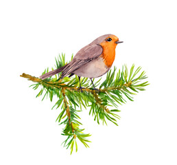 Robin bird on watercolor painted fir tree branch