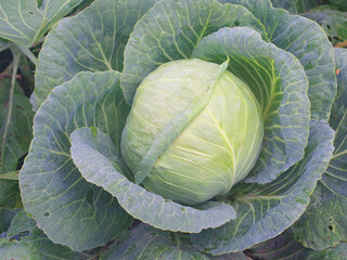 Obraz premium Cabbage leaves close-up.