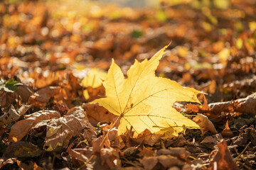 Single yellow maple leaf among the carpet of the leaves against the sun rays.