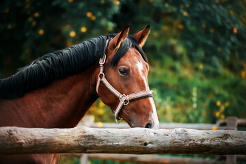 A beautiful bay horse with a dark mane and a halter on its muzzle stands in a paddock with a wooden...