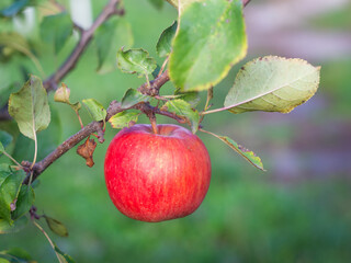red ripe apple