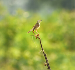 Graceful Prinia Bird on a plant stem