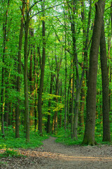 Obraz premium Sunlight in the green forest, spring time