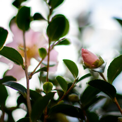 Flower Bud Pink