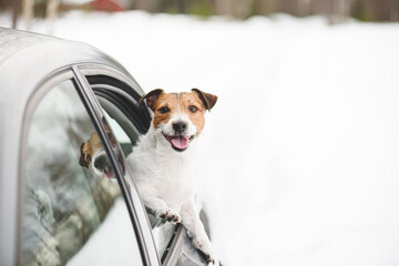 Concept of winter holiday travel with pet - happy dog looking from car window with snow background