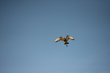 Black-winged Stilt in flight at Hamala , Bahrain