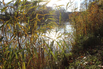 morning in the forest