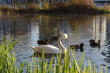 swan on the lake